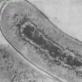 Рост и размножение бактерий
