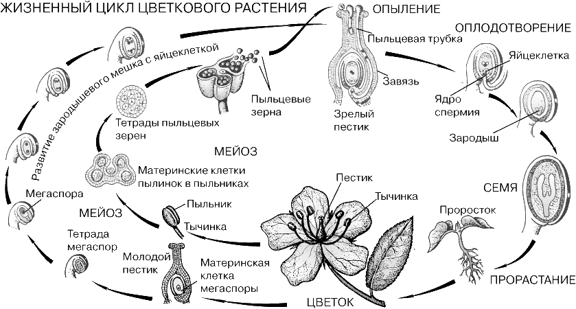 Оплодотворение после опыления отдел растений. Жизненный цикл покрытосеменных растений схема. Жизненный цикл цветковых растений. Цикл развития покрытосеменных растений схема. Цикл размножения цветковых схема.