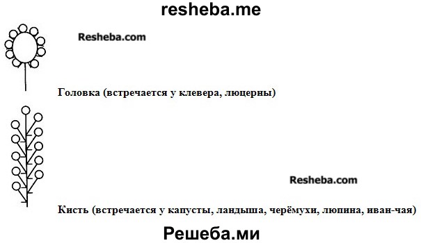 Лабораторная соцветия 6 класс. Ознакомление с различными типами соцветий. Ознакомление с различными видами соцветий». Определите как расположены цветки на цветоносном стебле. Лабораторная работа по биологии 6 класс строение соцветий.