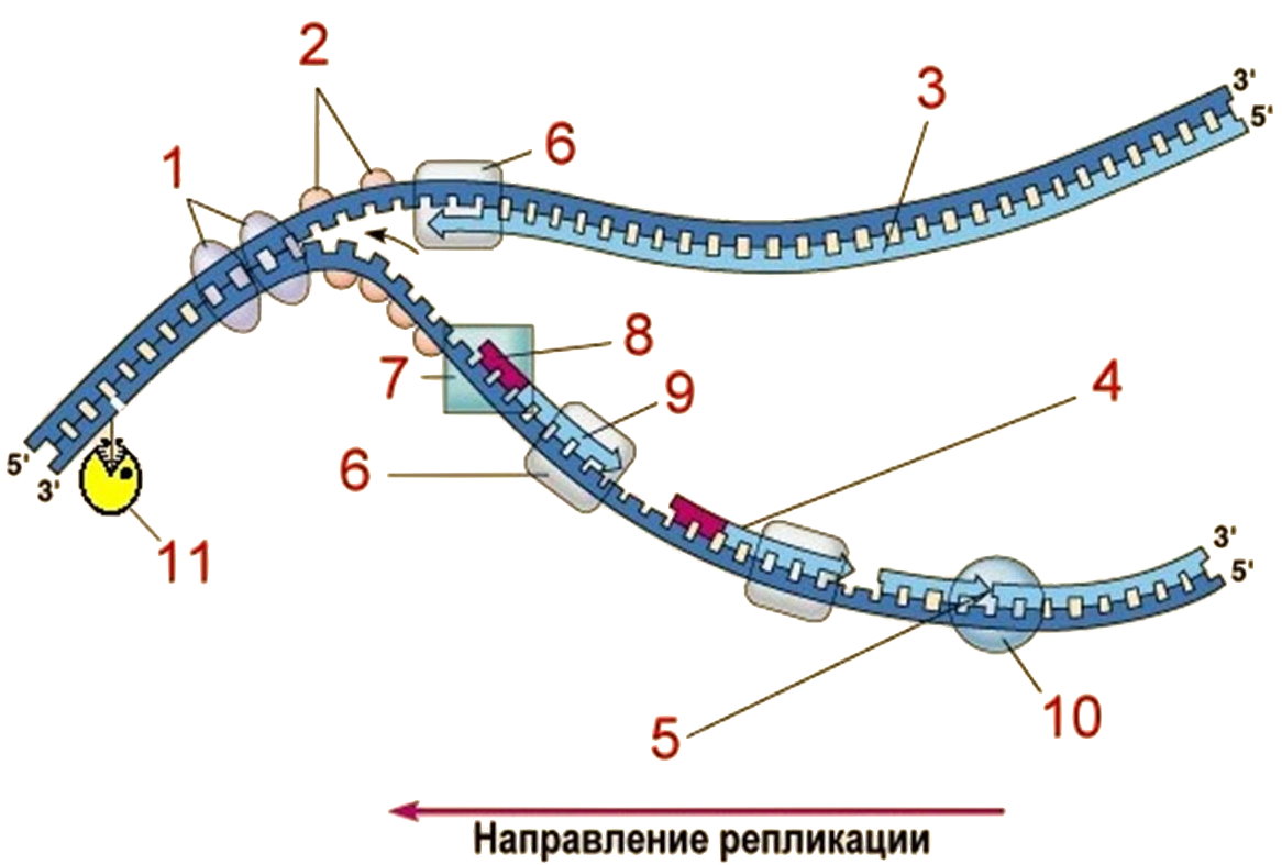 Рнк затравка. Репликация ДНК ФРАГМЕНТЫ Оказаки. Синтез ДНК репликация биохимия. Схема репликации молекулы ДНК. Ферменты репликации ДНК прокариот.