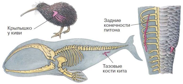Задние конечности питона. Рудименты органы животных. Примеры рудиментарных органов у животных. Рудименты у животных примеры.
