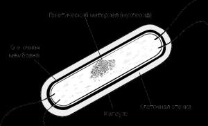 Бактерии — кто они такие?