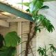 Plante Aroid: Soiuri de familii de pădure tropicală Tipuri de plante Aroid