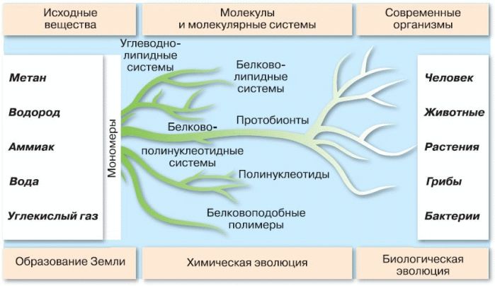 Схема химической эволюции жизни на земле