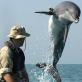 Luptă cu delfinii și alte vieți marine de luptă
