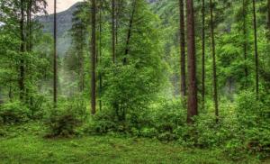 Obiecte ale faunei sălbatice Fenomene naturale de toamnă