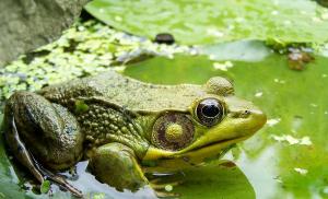 „Mimetism în serviciul armatei” sau o revizuire a culorii de camuflaj „Field Toad” din „P1G-Tac”