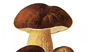 Школьная библиотека Маленькая сказка про город грибов