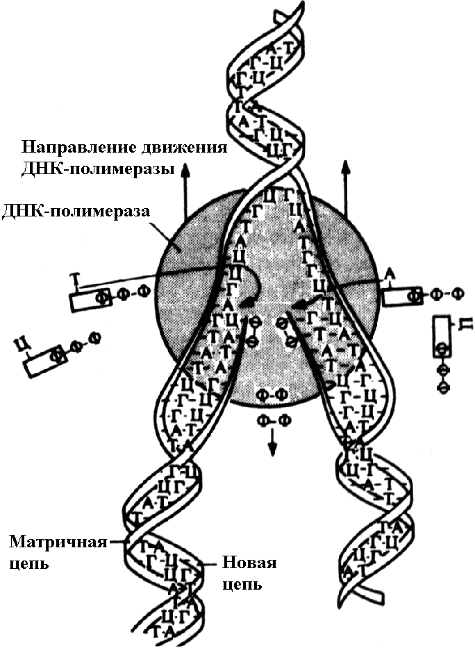 Матричная цепь днк 3 5. Схема самоудвоения ДНК. Самоудвоение молекулы ДНК. Репликкция само усвоение ДНК. Процесс самоудвоения молекулы ДНК.