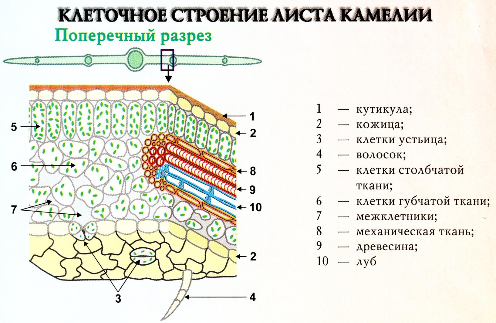 Пользуясь интерактивной схемой рассмотрите внутреннее строение листа и расставьте подписи к рисунку