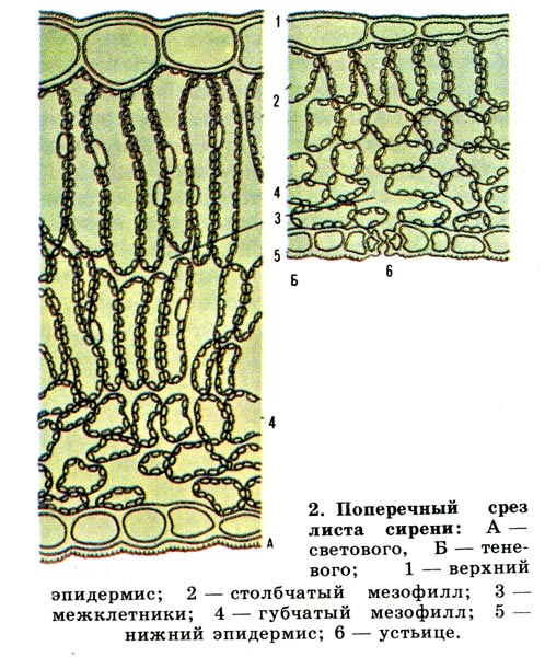 На рисунке изображены световой и теневой листья укажите их какие особенности строения характерны для