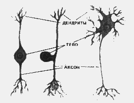 Короткие аксоны сильно ветвятся. Нейрон и клетка Спутник. Клетки спутники в нервной ткани. Нейрон и клетка Спутник функции.