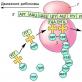 Biosinteza proteinelor (implementarea informațiilor ereditare) Proteine ​​- ce sunt și pentru ce sunt?