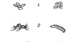 Caracteristici ale ontogenezei caracteristice omului