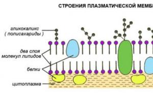Membrana plasmatica Structura membranei plasmatice