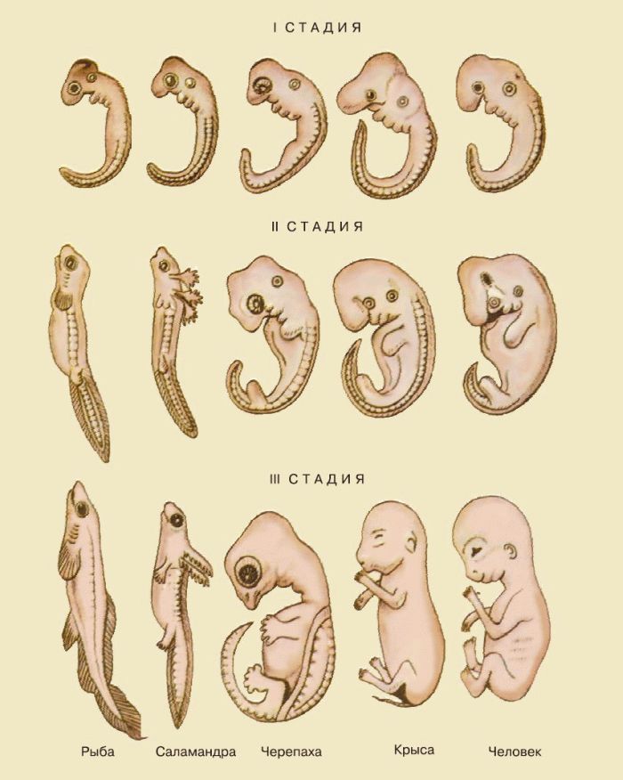 Сходства зародышей позвоночных. Эмбриология стадии развития эмбриона. Зародыш млекопитающего и человека. Сходство эмбрионов позвоночных на ранних стадиях развития. Развитие эмбриона позвоночных животных стадии.