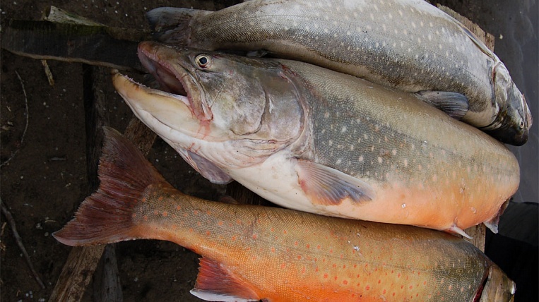 Голец Рыба Цена