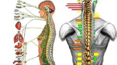 Importanța sistemului nervos