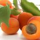 Metode de împrăștiere a fructelor și semințelor