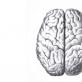 Creierul anterior: funcții și caracteristici structurale